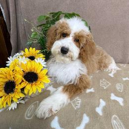Sugar - female Australian Mountain Doodle puppy in Seymour, Missouri from D and D’s Dandy Doodles