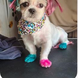 Molly - Shih Tzu
