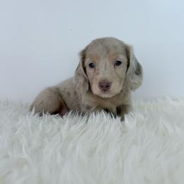 Zion - Dapple male Dachshund puppy in Sonora, California from HEFFERNAN HOUNDS