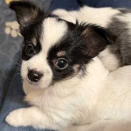 Chase - Black and white male Chihuahua puppy in Amity, Pennsylvania from Rhoda and Verna