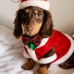 Pete - Chocolate and cream male Dachshund puppy in Bentonville, Arkansas from T & D Dachshunds by design