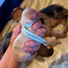 Girl 2 - Cream female Dachshund puppy in Janesville, California from Elysian Creek Doxies