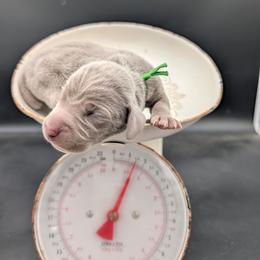 Doc Brown - Silver gray male Weimaraner puppy in Evart, Michigan from Drehbar Weimaraners