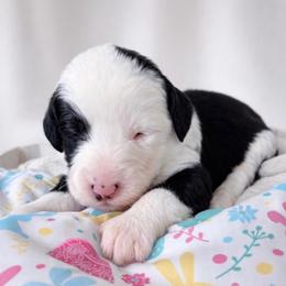 Fortune - Black and white female Sheepadoodle puppy in Rocky Point, North Carolina from CelticDoods
