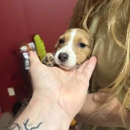 Misty Reign - Red female Pembroke Welsh Corgi puppy in Abbeville, South Carolina from Chaotic Corgi’s