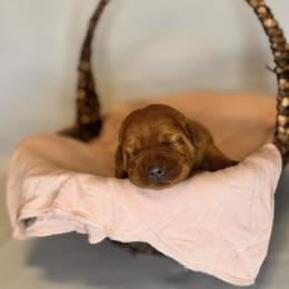 Roux - Yellow female Labrador Retriever puppy in Rocky Top, Tennessee from Rocky Top Retrievers