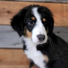 Australian Shepherds and Miniature Australian Shepherds from Double T O Farms