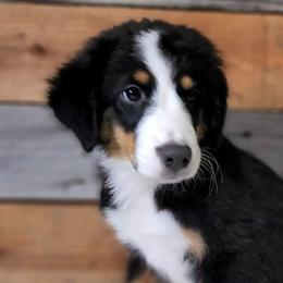 Australian Shepherds and Miniature Australian Shepherds from Double T O Farms