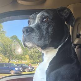 Titan - Boxer