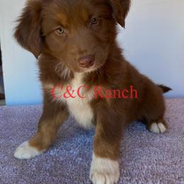 Australian Shepherd Puppies from C&C Ranch