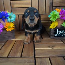 River - AKC - Black and tan male Dachshund puppy in Miami, Florida from Oscar's Dachshunds