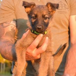 Sandy - Sable female German Shepherd puppy in Lexington, Virginia from Buffelbach Farmstead Shepherds