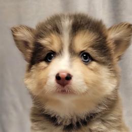 Vixey - Blue female Pomsky puppy in Stover, Missouri from Lx2 County Line Pomskies