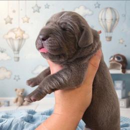 BONO Blue tan or brindle point orange - Blue male Great Dane puppy in Port Clinton, Ohio from LakeSide Danes