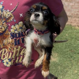 Emmy - Tri-color female Cavalier King Charles Spaniel puppy in Broken Arrow, Oklahoma from Cavalier King Charles Heartland