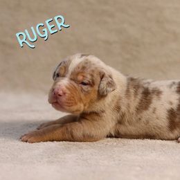 Ruger - Red merle Catahoula Leopard Dog puppy in Trout, Louisiana from Diamond H Ranch