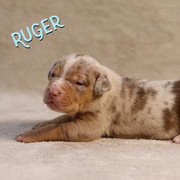 Ruger - Red merle Catahoula Leopard Dog puppy in Trout, Louisiana from Diamond H Ranch
