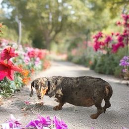 Gretal - Dachshund