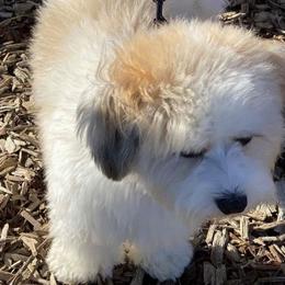 Havanese from Haslet Havanese