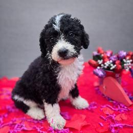 Chives - Black and white male Aussiedoodle puppy in Wilkinsville, South Carolina from Feather Branch Farm and Kennel