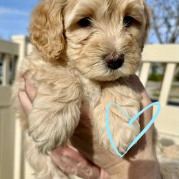 Bernedoodle, Cavalier King Charles Spaniel, and Poodle Puppies from Ellas.Pups (Bernedoodles & Cavapoos)