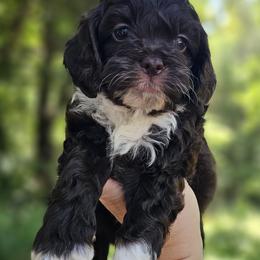 Blue Male - Brown and white male Cockapoo puppy in Mocksville, North Carolina from Hunting Creek Farms