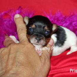 AKC Priscilla - Black tan and white female Biewer Terrier puppy in Kennesaw, Georgia from Dreamy Pups