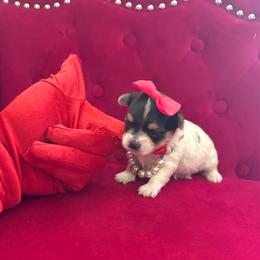 Mercedes - Black & tan tri-color female Morkie puppy in Pennsauken, New Jersey from Noir Luxe Litters of NJ