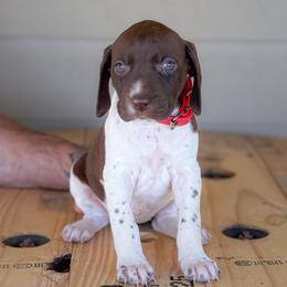 Red - Girl 1 - Liver and white female English Springer Spaniel puppy in Lake City, Fl, Florida from Spradley Springers & GSP's