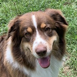 Scarlett - Australian Shepherd