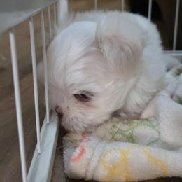 Boy 1 - White male Maltese puppy in Jacksonville, North Carolina from Grantham Maltese