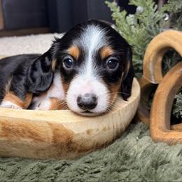 Arlo - Piebald male Dachshund puppy in Washburn, Tennessee from Clinch Mountain Dachshunds