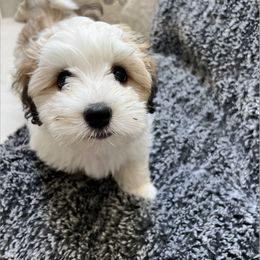 Coton de Tulear Puppies from Aloha Cotons