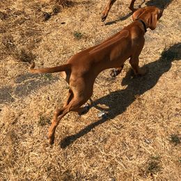 Rhodesian Ridgeback Puppies from ApacheRidge Ranch