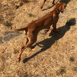 Rhodesian Ridgeback Puppies from ApacheRidge Ranch