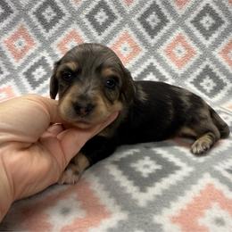 BOY 6 - Dapple male Dachshund puppy in Hoover, Alabama from Tide Town Doxies