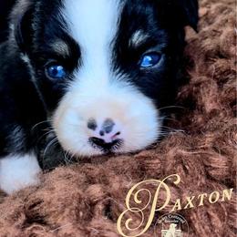 Paxton - Black & white male Miniature Australian Shepherd puppy in Ennis, Texas from God’s Little Aussies