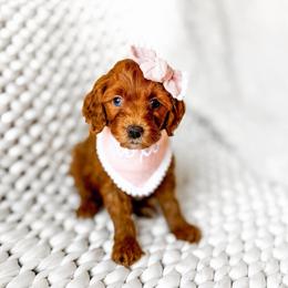 Nala - Red  female Goldendoodle puppy in Springville, Utah from Happy Doodle