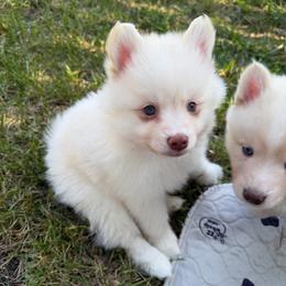 Gus McCrae - White male Pomsky puppy in Blue Earth, Minnesota from Blue Sky Pomsky