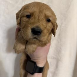 Golden Retriever Puppies from O’Shields Golden Paws