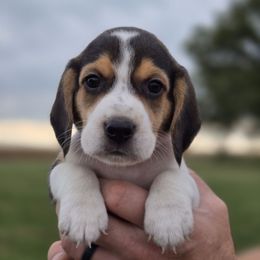 Brutus - Black red and white male Beagle puppy in Bethany, Missouri from Fox Creek Beagles
