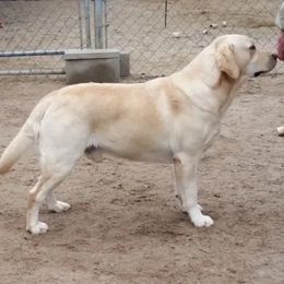 Labrador Retriever All Grown Up from Sandra Wolfe