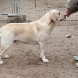 Labrador Retriever All Grown Up from Sandra Wolfe