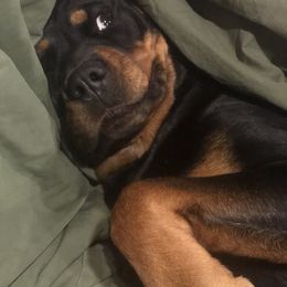 Rottweiler All Grown Up from Cascade Rottweilers of the Pacific Northwest