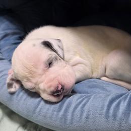 Enoch - Blue and white male Great Dane puppy in Pollock, Louisiana from Danes Done Right