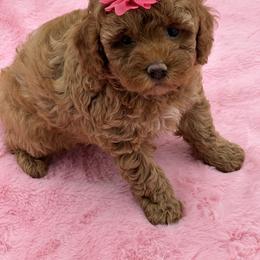 Goldendoodle, Shorkie, and Yorkshire Terrier Puppies from Jenny La Bone
