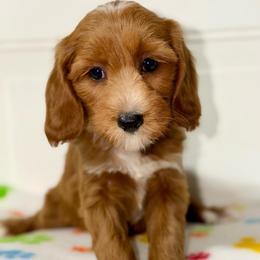 Gale - Red  female Goldendoodle puppy in Beecher, Illinois from Erica’s Doodles