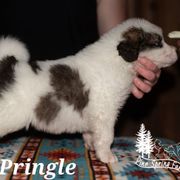 Pringle - White male Tornjak puppy in Albright, West Virginia from Pine Spring Farm