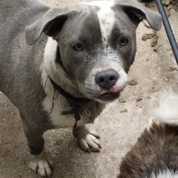 Cane Corso from Liberty-Belle Kennels