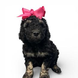 Laguerta - Phantom female Goldendoodle puppy in Prosperity, Pennsylvania from Stelladoodles & Company